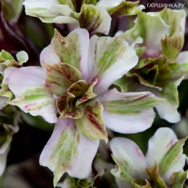 Флокс метельчатый Пур Филингз