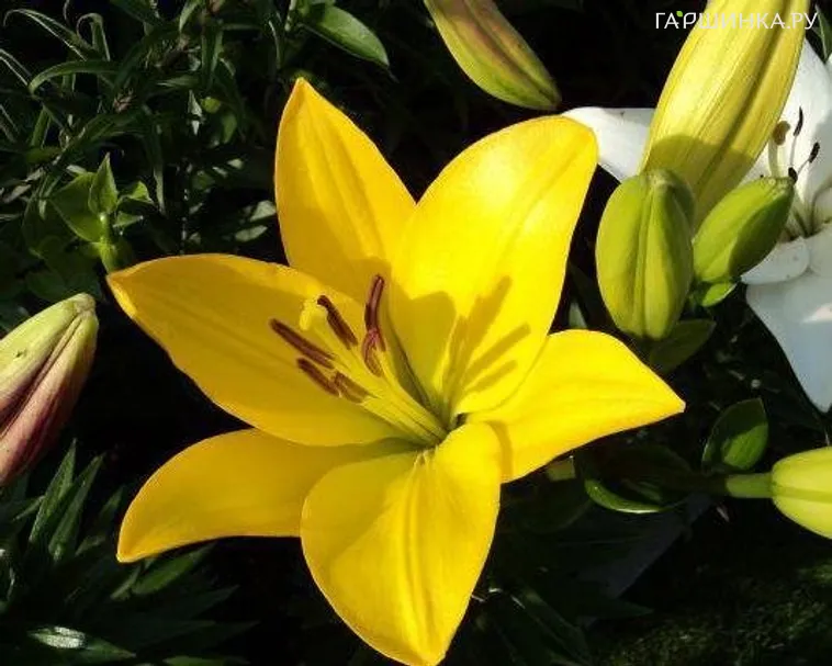 Лилия Голден Тайкун ЛА-гибрид/2шт