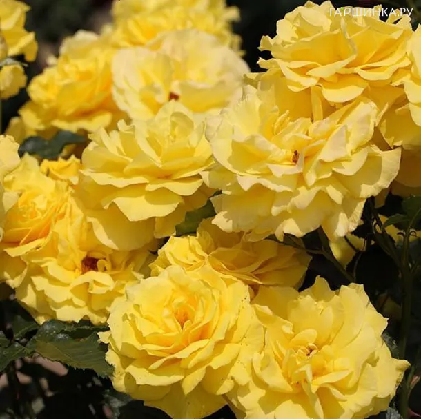 Роза Фрезия флорибунда, Топалович (лиц)