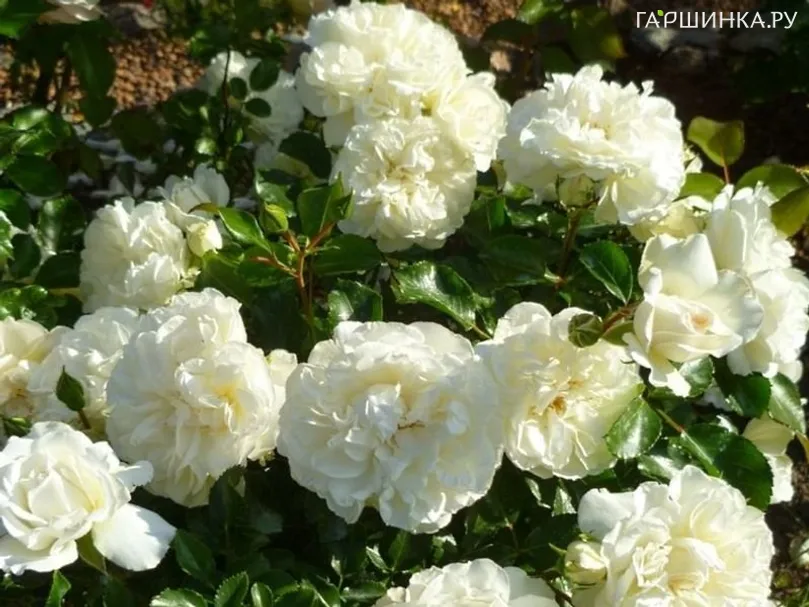 Роза Бланк Мейдилэнд/Вайт Мейдилэнд, Мейян (лиц)