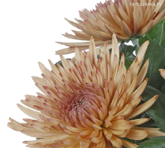 Хризантема Анастасия Дарк Бронз