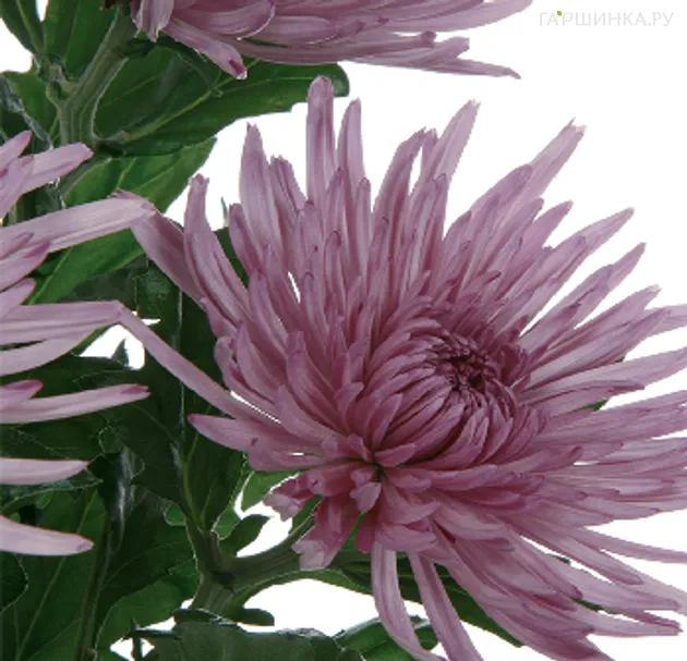 Хризантема Анастасия Лилак