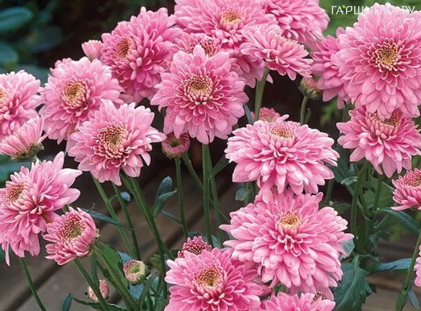 Хризантема Гомпай Пинк уличн.