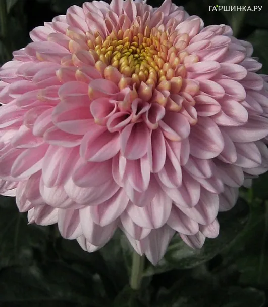 Хризантема Белла Пинк