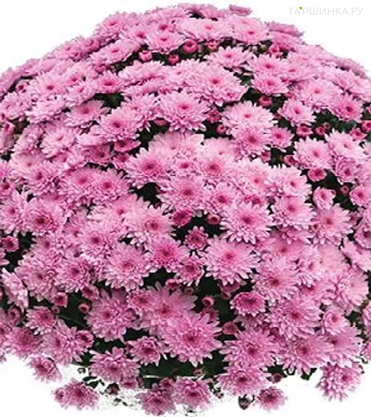 Хризантема мультифлора Бранфонтейн Пинк