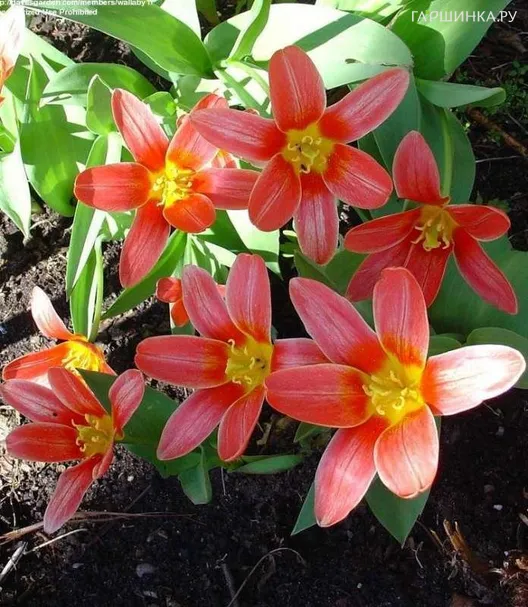 Тюльпан Шекспир 5шт