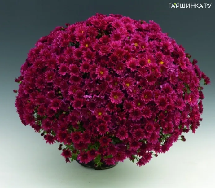 Хризантема мультифлора Бранроял Пепл
