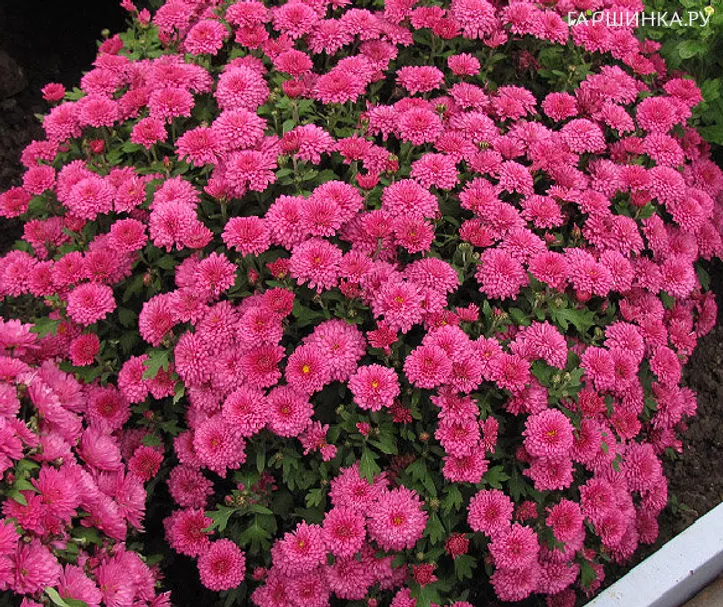 Хризантема мультифлора Бранроял Пинк