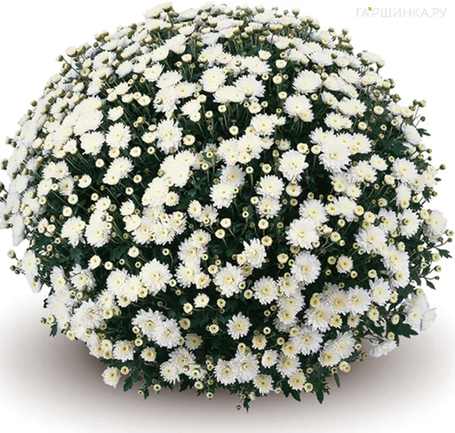Хризантема мультифлора Бранроял Вайт