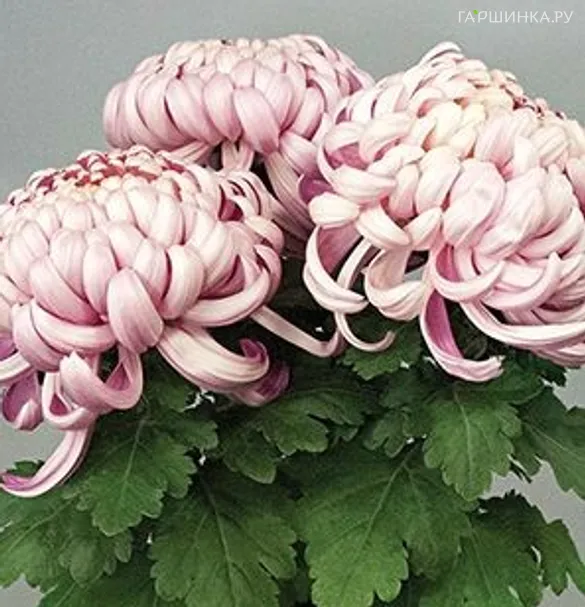 Хризантема Виена Пинк