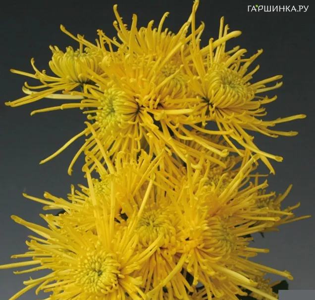 Хризантема Голден Спайдер