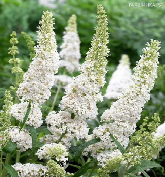 Буддлея Давида Уайт Профьюжн