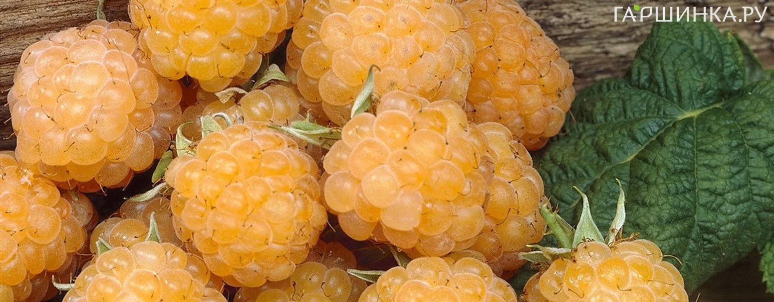 Малина Голден Блис желтая