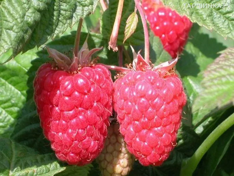 Малина Каскад Делайт красная