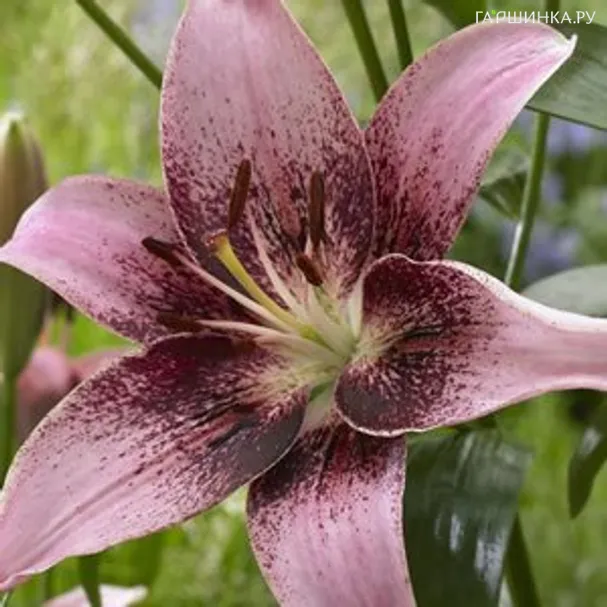 Лилия Тезире азиатская/2шт