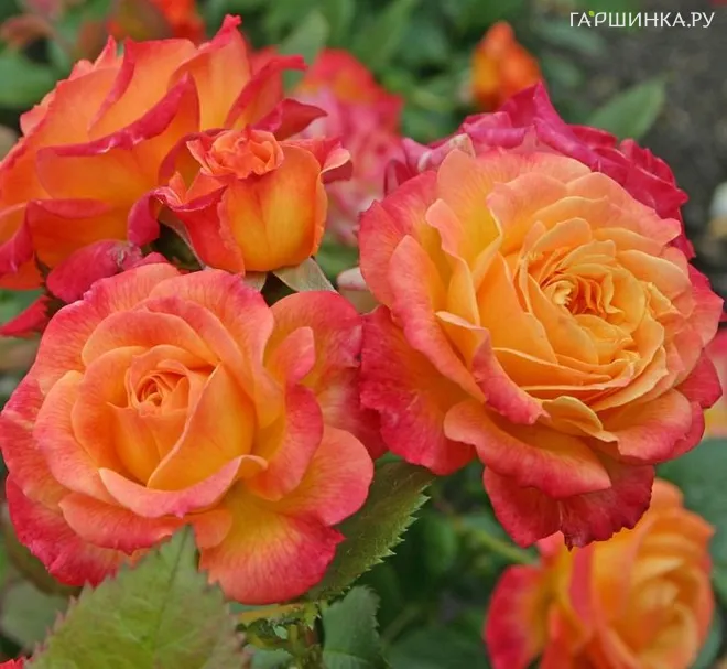 Роза Гартеншпас, Кордес (лиц)