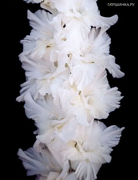 Гладиолус Белый дом 2шт