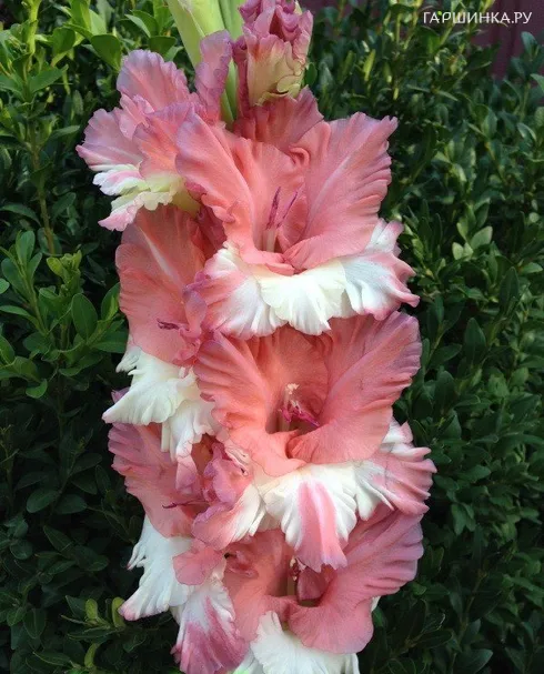 Гладиолус Портрет незнакомки