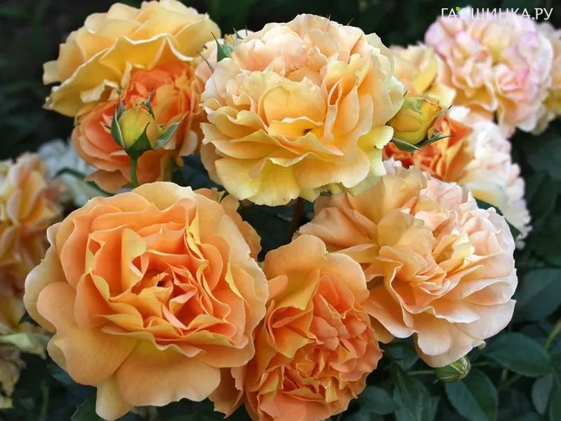 Роза Голдэльзе флорибунда, Тантау (лиц)