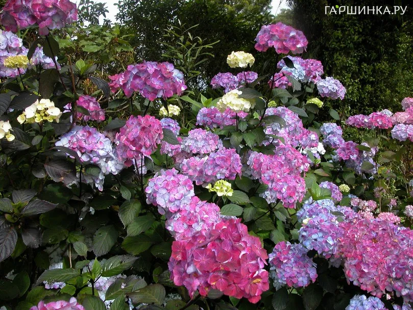 Гортензия пильчатая Прециоза