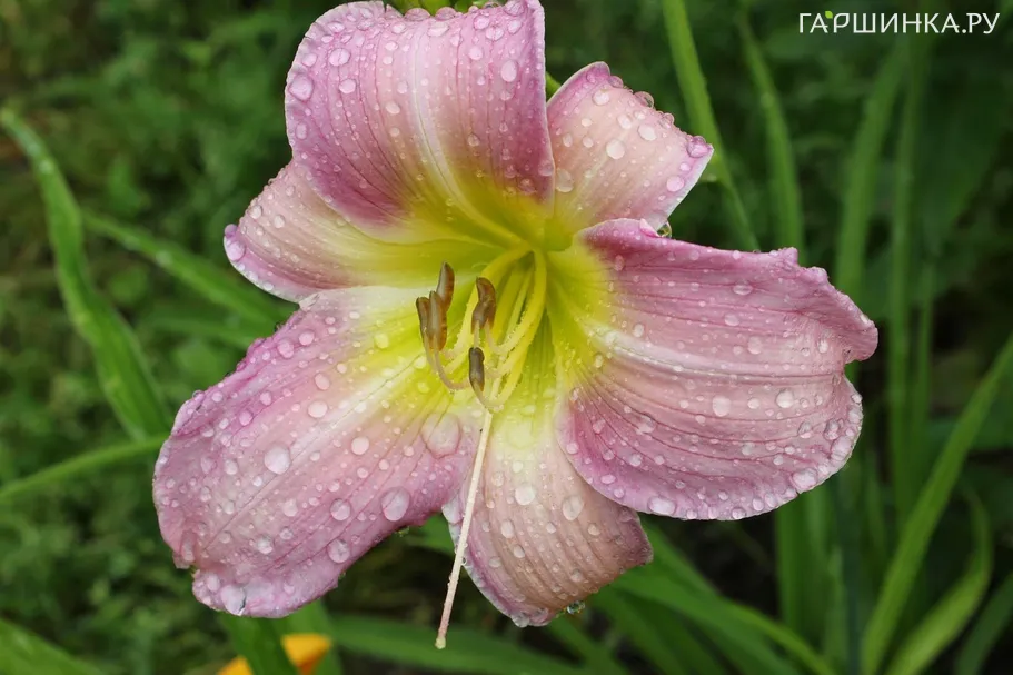 Лилейник Катерина Вудбери