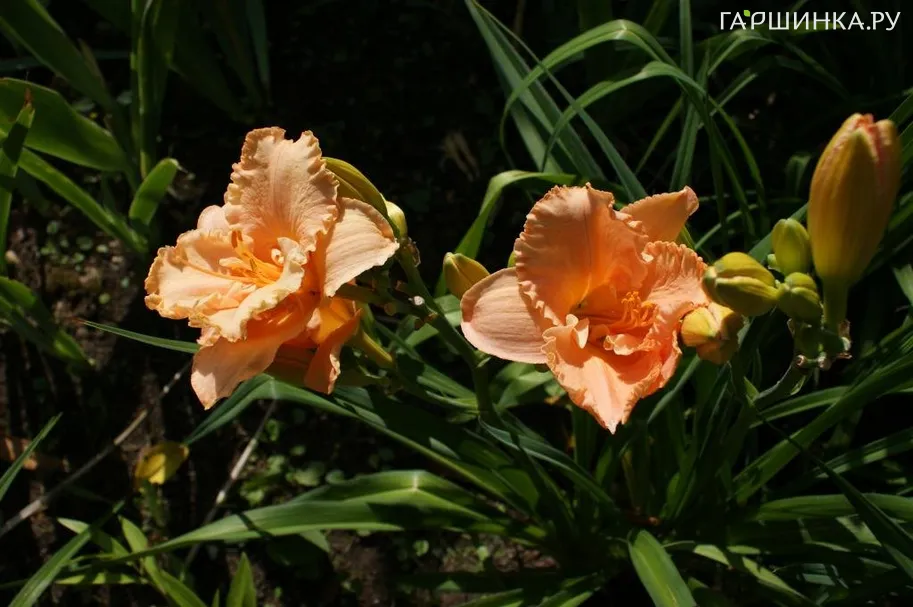 Лилейник Элизабет Солтер