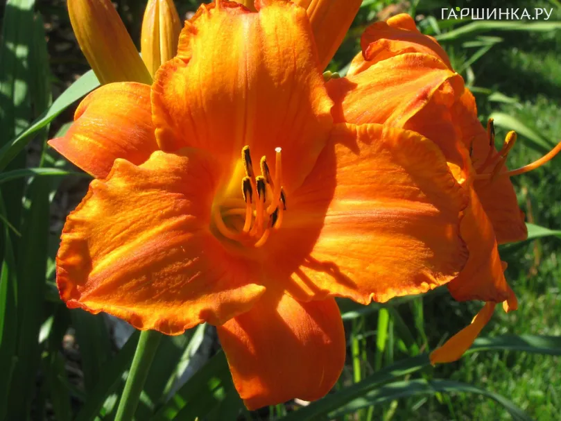 Лилейник Мауна Лоа