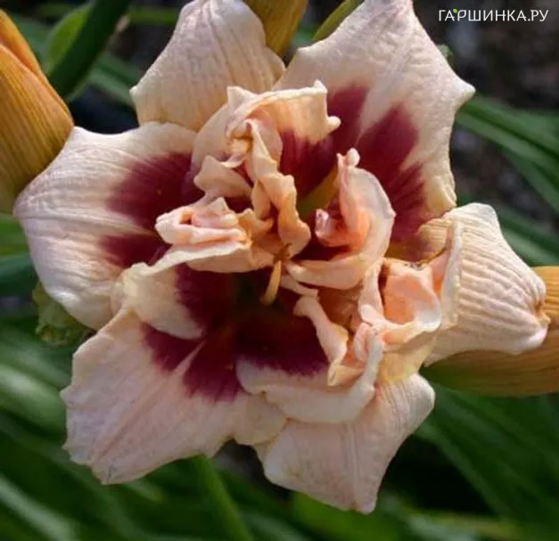 Лилейник Росвита