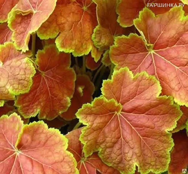 Гейхера Тирамису