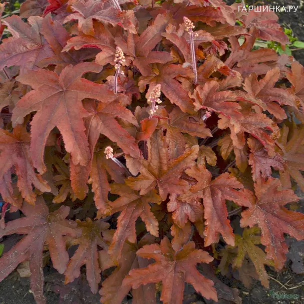 Гейхерелла Ред Ровер