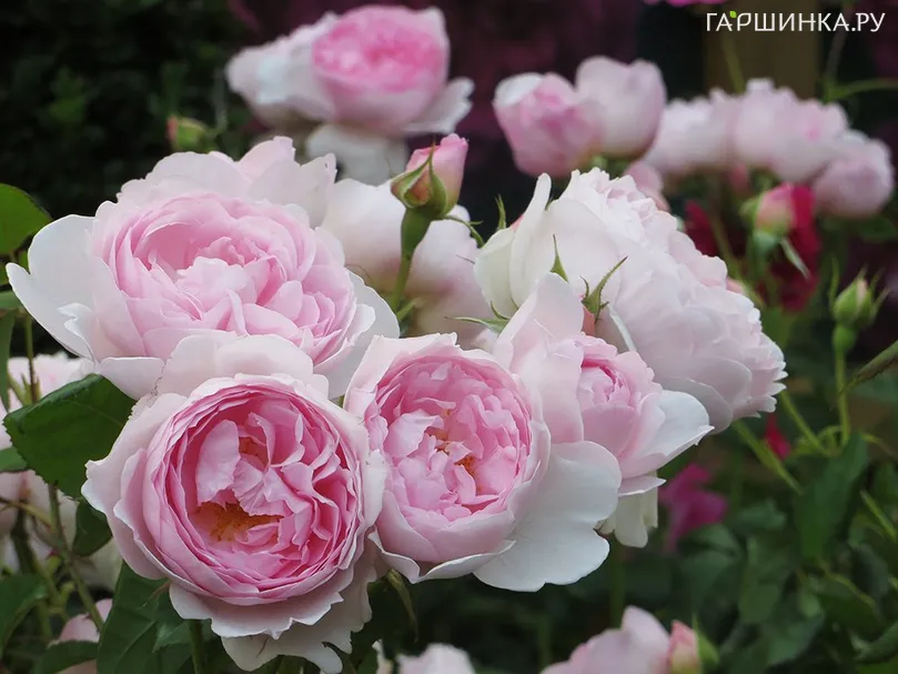 Роза Сцептерд Айл, Д.Остин кустарниковая (лиц)