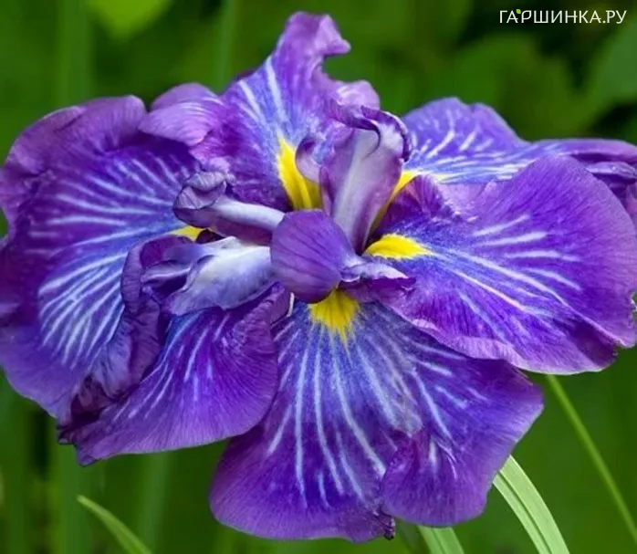 Ирис мечевидный Электрик Рэйс