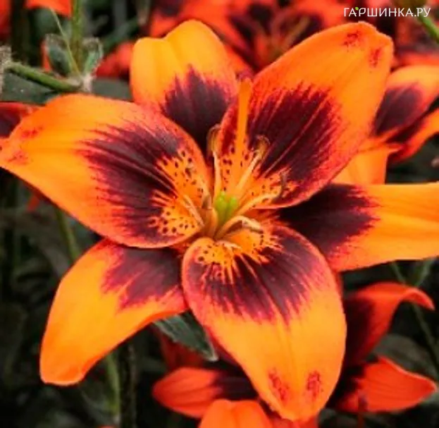 Лилия без пыльцы Изи Самба азиатская /2шт