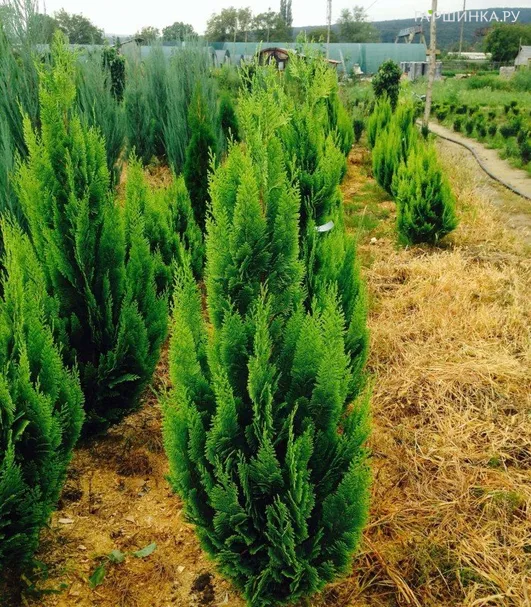 Кипарисовик Лавсона Алюмиголд