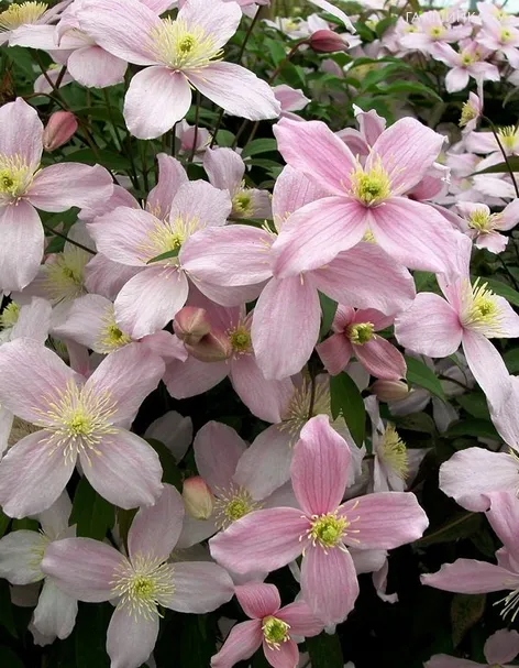 Клематис монтана Рубенс (1)