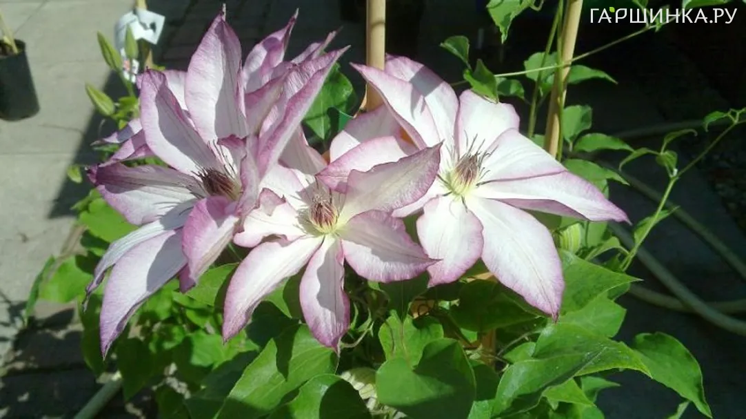 Клематис Омоширо крупноцветковый (2)