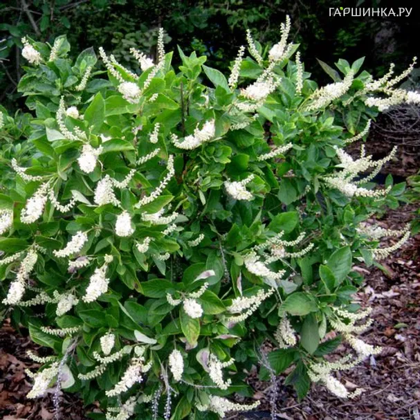 Клетра ольхолистная Хаммингбед