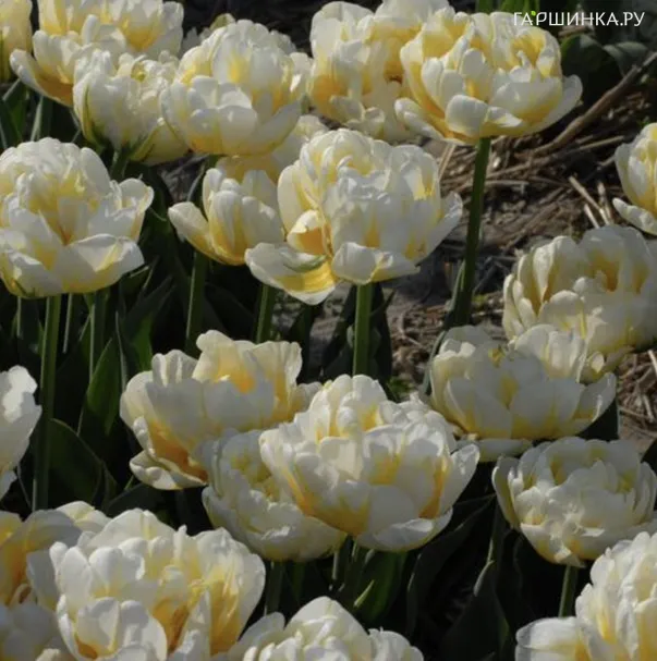 Тюльпан Эвита махровый 5шт