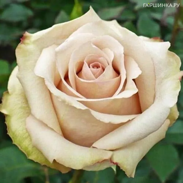 Роза Ла Перла, Кордес (лиц)