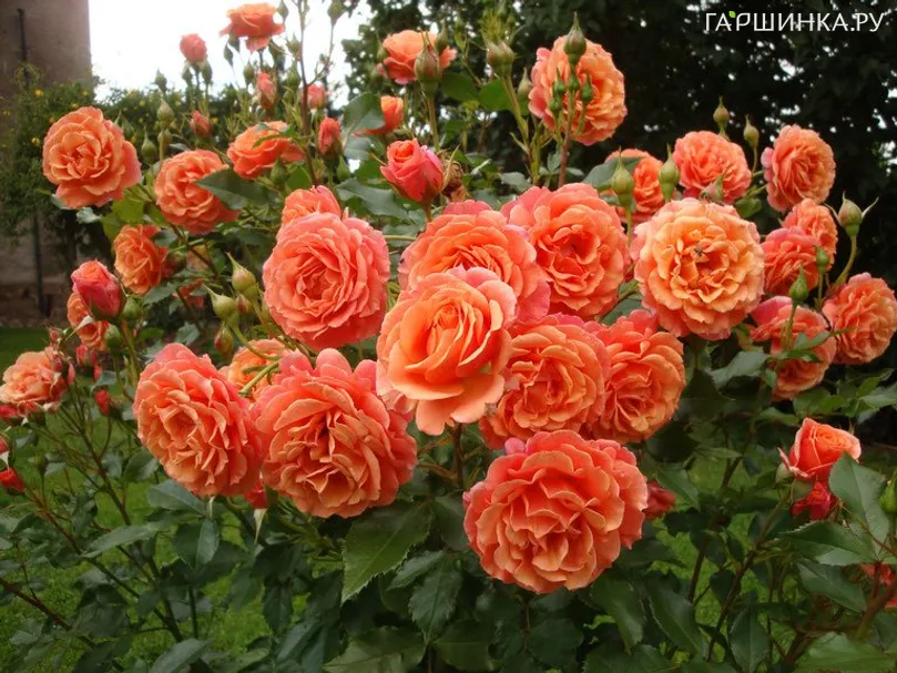 Роза Ламбада, Кордес (лиц)