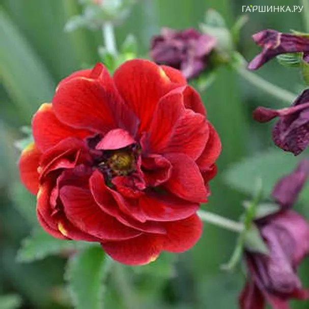 Лапчатка травянистая Фламбоинт