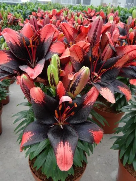 Лилия Тайни Шедоу азиатская низкорослая/2шт