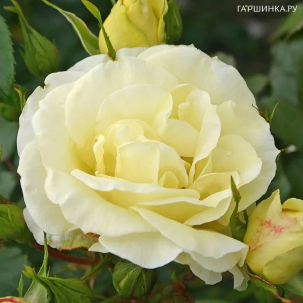 Роза Лимона чайно-гибридная, Кордес (лиц)