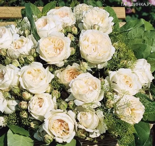 Роза Лионс Роуз флорибунда, Кордес (лиц)