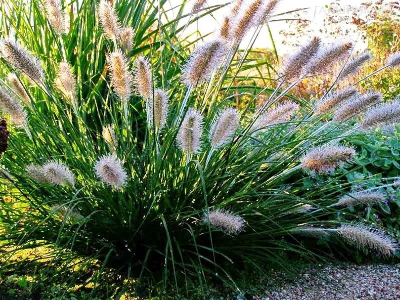 Пеннисетум Литл Банни