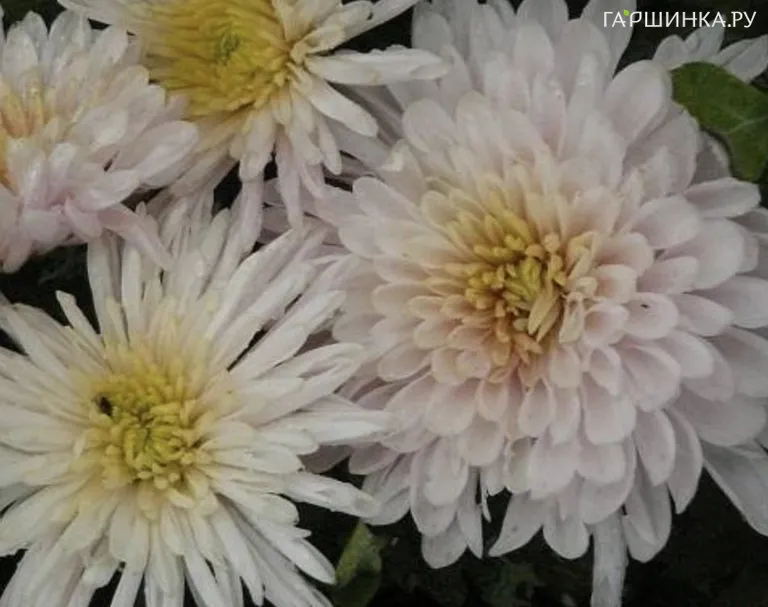 Хризантема Панда