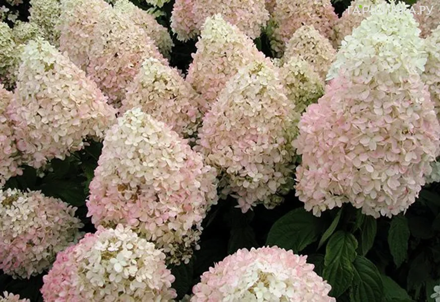 Гортензия Мэджикал Свит Саммер (Волшебное сладкое лето) метельчатая
