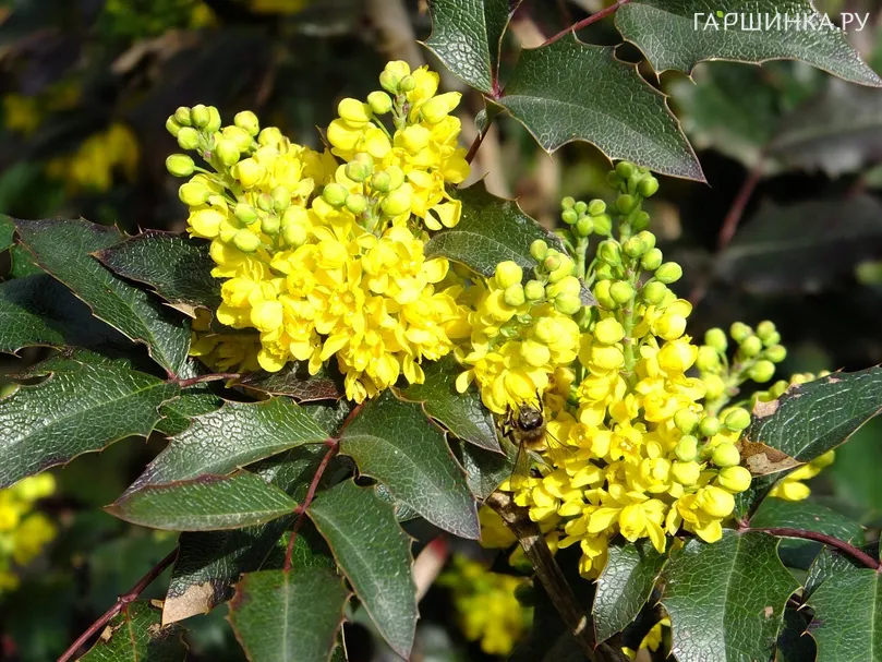 Магония падуболистная Смарагд