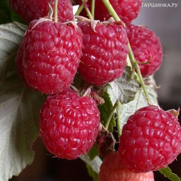 Малина Геракл ремонтантная красная (лицензионная)