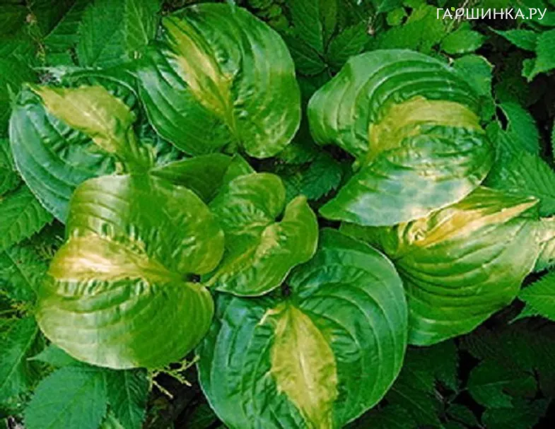 Хоста Манго Танго (М)